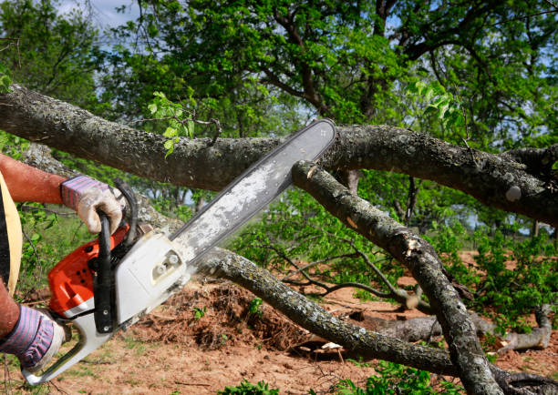 Trenton, TN Tree Services Company